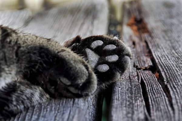 Close-up of cat paws. A cat\'s paw from the underside