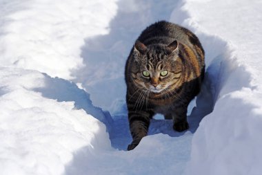 Küçük şişman kedi karda korkuyor ve komik bir poz yapar