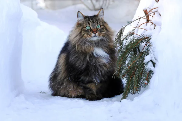 Gatto Della Foresta Norvegese All Aperto Inverno Nella Neve Alta — Foto Stock