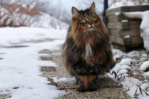 Grazioso Gatto Della Foresta Norvegese Marrone Nero Sentiero — Foto Stock