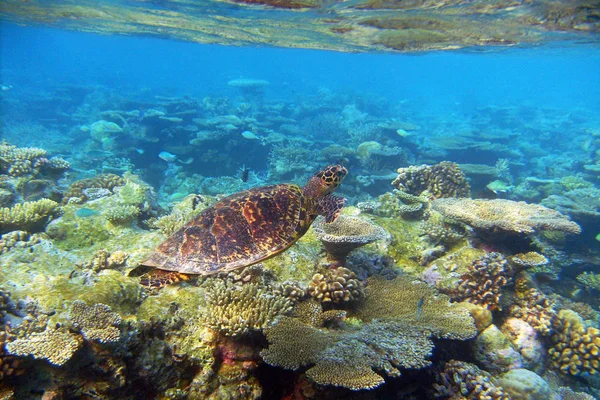 Hawksbill Turtle Swims Coral Indian Ocean — Stock Photo, Image