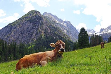 Avusturya dağlarında rahat bir genç kahverengi sığır
