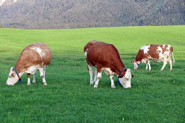 一群带有Gps发射器的奶牛 Gps 衣领的奶牛 — 图库照片