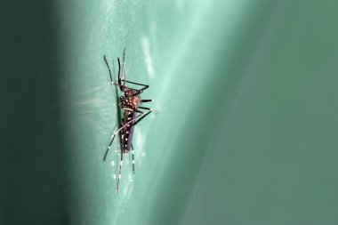 Bir Asya sivrisineğinin (Aedes japonicus) yakın çekimi)