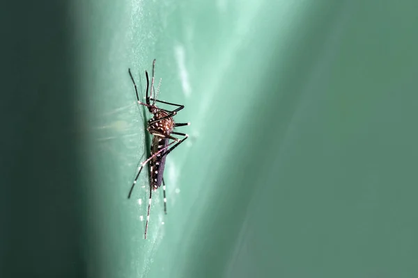 Primer Plano Mosquito Arbusto Asiático Aedes Japonicus —  Fotos de Stock