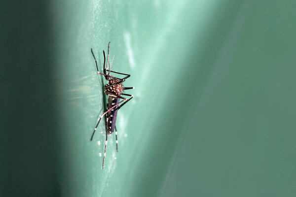 Крупный план азиатского кустарника (Aedes japonicus
)