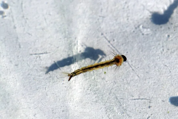 Larve Moustique Aedes Japonicus Dans Eau — Photo