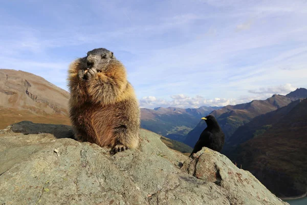 Bir dağ sıçanı ve bir dağ sıçanı Avusturya dağlarında bir kayanın üzerinde birlikte.