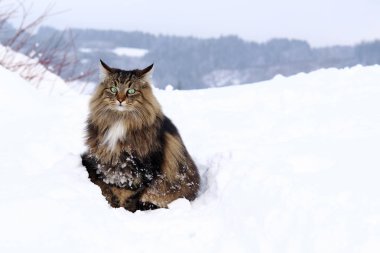 Norveçli bir orman kedisi kışın açık havada yüksek karda