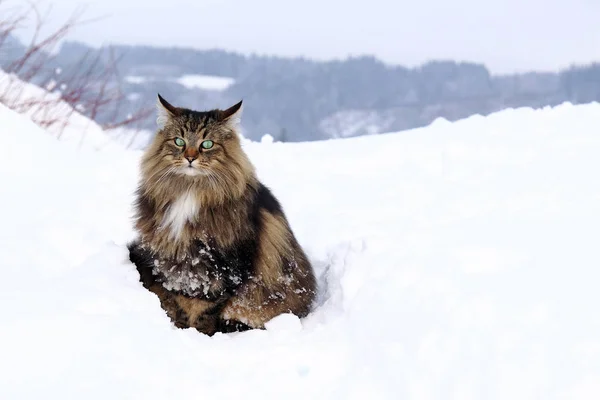 一只挪威森林猫在户外的高山雪 — 图库照片