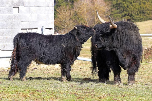 Homem Negro Escocês Vaca Highland Com Chifres Grandes Bezerro — Fotografia de Stock