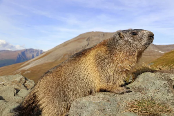 Close Marmot High Mountains Austria — Stock Photo, Image