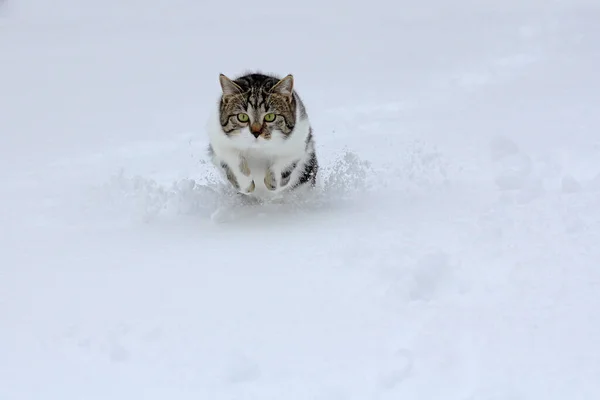 Piccolo Gatto Bianco Marrone Che Salta Felicemente Attraverso Neve Profonda — Foto Stock