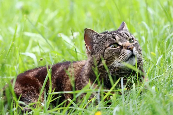 Gatto Strisce Marroni Giace Felicemente Nell Erba — Foto Stock