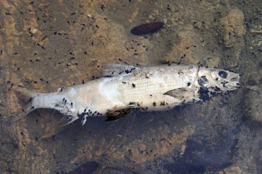 Bir sürü siyah kurbağa yavrusuyla birlikte suda ölü bir balık.
