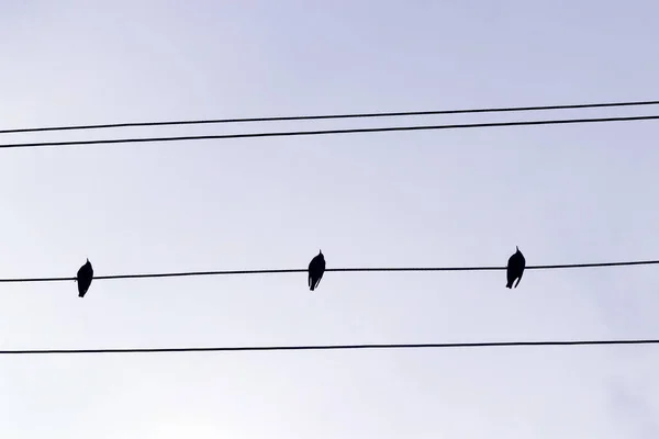 Group Swallows Sitting Power Line Blue Sky — Stock Photo, Image