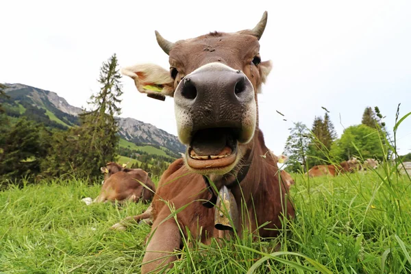 Foto Divertida Una Vaca Con Cuernos Campana Con Boca Abierta — Foto de Stock