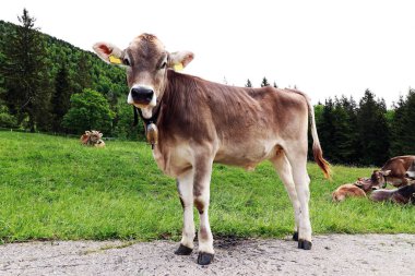 Bavyera dağlarında inek çanı olan genç kahverengi bir sığır.