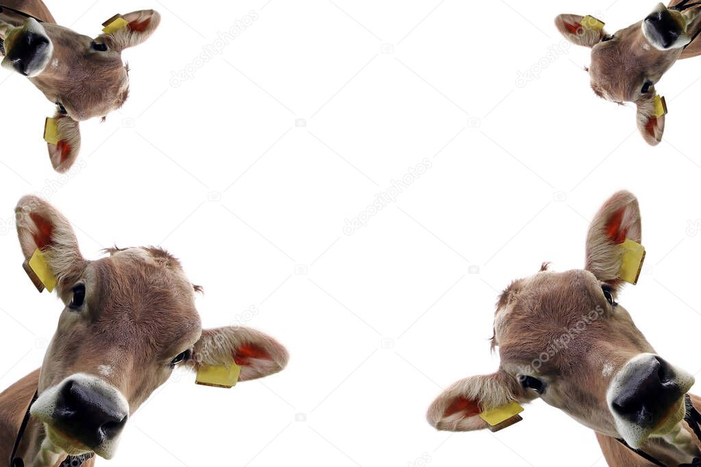 White background with heads of a young pretty brown cattle. Collage with a cow head