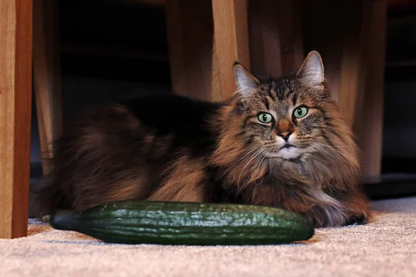 Norwegian Forest Cat Next Cucumber Cats Always Afraid Cucumbers — Stock Photo, Image