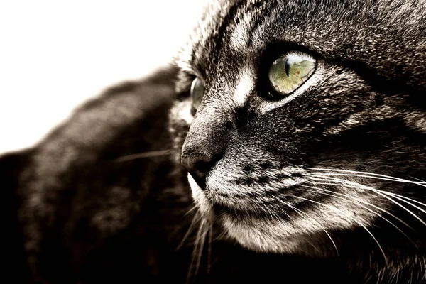 Egy Csinos Barna Fekete Nőstény Macska Arca Sárga Zöld Szemekkel — Stock Fotó