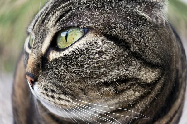 Széles Látószögű Felvétel Egy Csúnya Kinézetű Kövér Macskáról — Stock Fotó