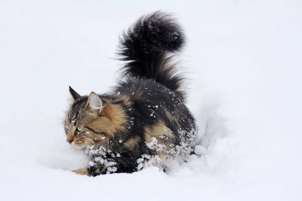 冬の雪の中で楽しく遊ぶノルウェーの森の猫 — ストック写真