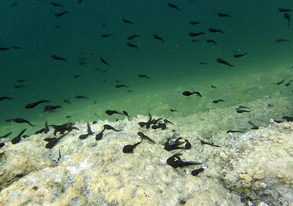 Underwater Shot Toads Tadpoles Lake — Stock Photo, Image