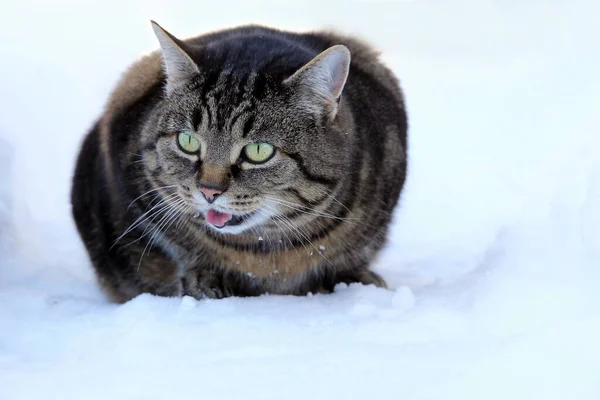 Foto Engraçada Gato Gato Estende Língua — Fotografia de Stock