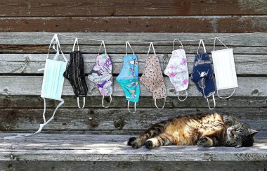 Kediler bile Corona 'yı yakalayabilir. Farklı koruyucu maskeler ve Covid 19 için sembolik bir kedi.