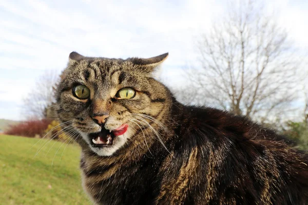 Foto Divertida Con Gato Lamiéndose Boca Luciendo Estúpido — Foto de Stock