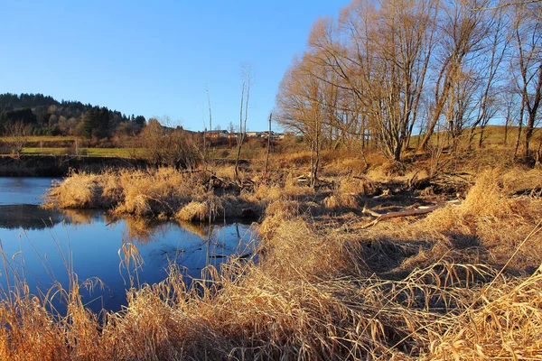 Bävrar Har Träd Faller Sjö Vintern — Stockfoto