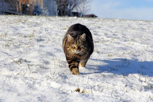 一只猫在雪地里跑得轻松而好奇 — 图库照片