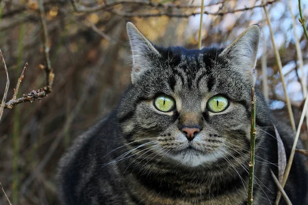 Das Gesicht Einer Hübschen Braun Schwarzen Katze Mit Grünen Augen — Stockfoto