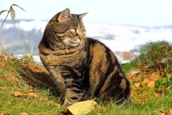 Cat Enjoys Sun Garden Winter — Stock Photo, Image