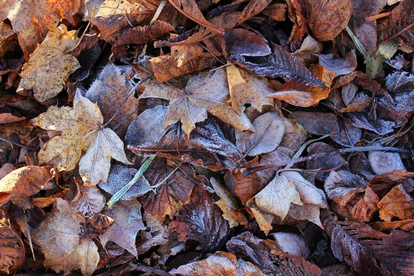 Hoarfrost Pada Daun Musim Gugur Tanah Beku Musim Gugur Dan — Stok Foto