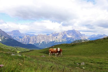 Güney Tirol İtalya 'da Dolomitler' de bir dağ çayırında iki Benzer sığır.