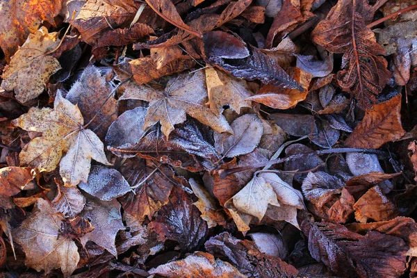 Hoarfrost Folhas Outono Geada Solo Outono Inverno — Fotografia de Stock