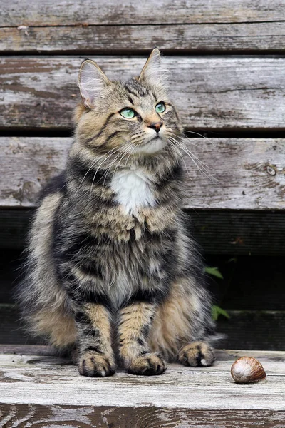 Mladá Norská Lesní Kočka Jedlým Šnekem — Stock fotografie