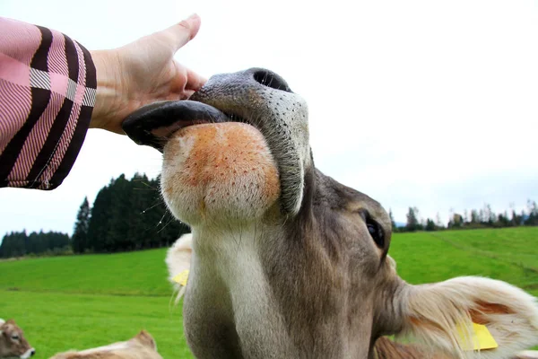 Una Mucca Lecca Mano Una Donna Una Mucca Coccolerà — Foto Stock