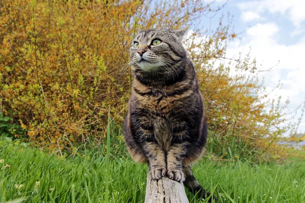 Eine Neugierige Dicke Katze Sitzt Auf Einem Holzbalken Garten — Stockfoto