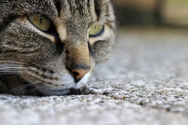 Faccia Gatto Sdraiato Sul Pavimento Attesa — Foto Stock