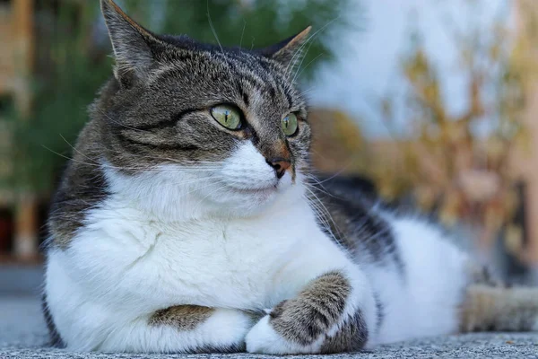 Gatto Giace Rilassato Sul Pavimento Con Piedi Fracassati — Foto Stock