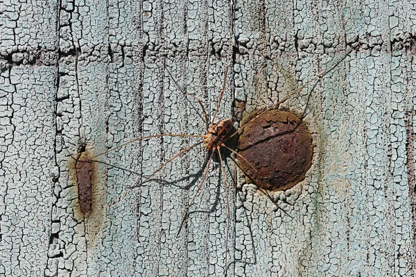 Aprendiz Tejedor Arácnido Sobre Fondo Azul Madera —  Fotos de Stock