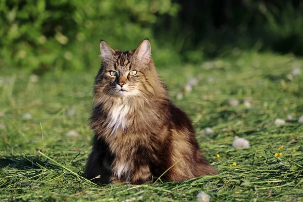 一只漂亮的挪威森林猫坐在晚霞中修剪过的田野里 — 图库照片