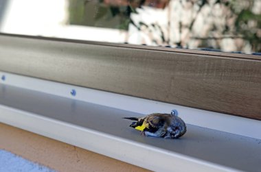Bir kuş pencere camına çarptı ve öldü. Cam camlardan geçen kuşların ölümü