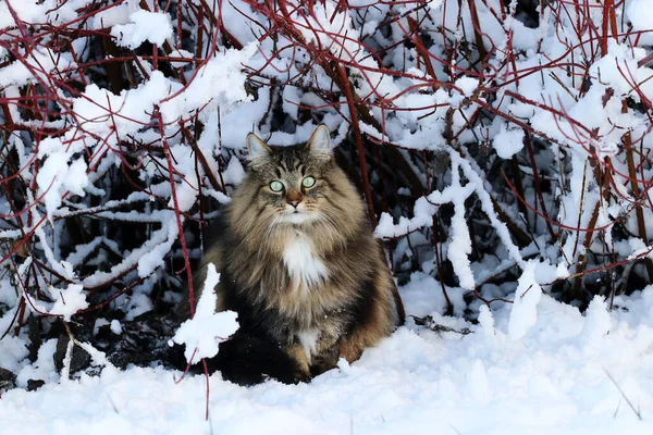 Una Femmina Gatto Della Foresta Norvegese Siede Inverno Nella Neve — Foto Stock