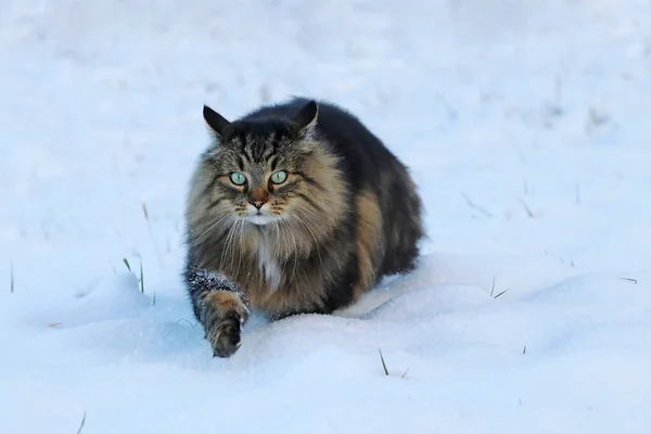 Zimě Projde Sněhem Kočka Norského Lesa — Stock fotografie