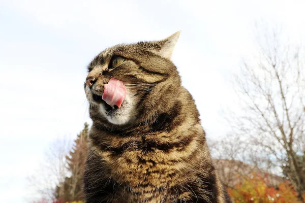 Pequeno Gato Gordo Lambe Boca — Fotografia de Stock