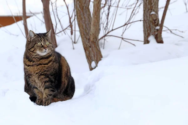Маленька Товста Кішка Сидить Снігу Взимку — стокове фото